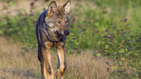 Wolf in freier Wildbahn.