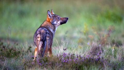Wolf auf einer grünen Wiese mit Blumen und Sträuchern. 