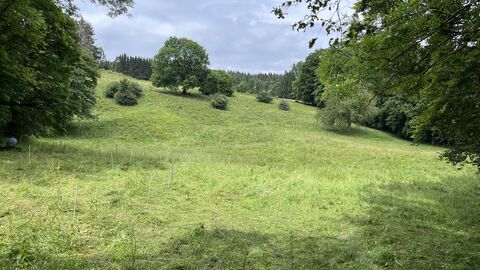 Eine grüne Wiese mit Bäumen und Sträuchern.