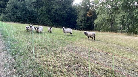 Schafe stehen auf einer Weide mit einem Zaun drumherum.