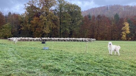 Herdenschutzhunde auf einer Weide mit Schafen.