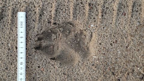 Pfotenabdruck eines Wolfes im Sand.