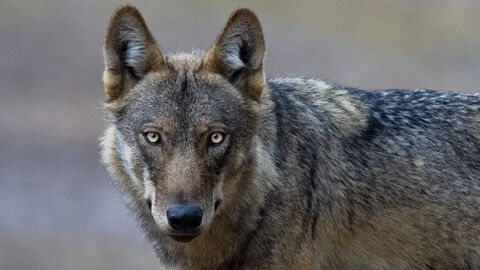 Portrait eines Wolfes