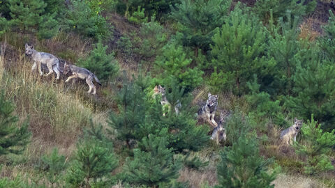 Wolfrudel in freier Wildbahn.