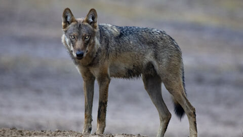 Ein stehender Wolf in freier Wildbahn.
