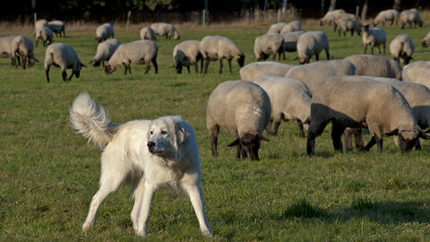 Ein Herdenschutzhund auf einer Weide mit Schafen.