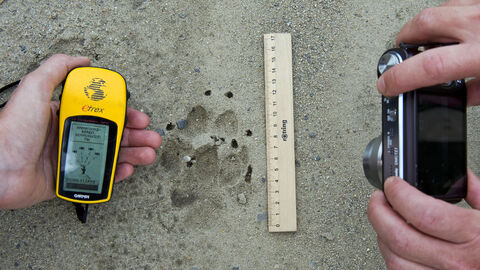 Pfotenabdruck, der ausgemessen und fotografiert wird.