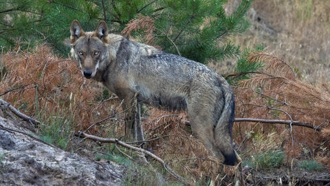 Ein Wolf schaut in die Kamera