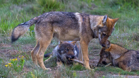Zu sehen sind drei wilde Wölfe auf einer Wiese