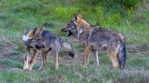 Neue Liste der Wolfsnachweise Zwei Wölfe auf einer Wiese