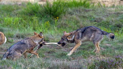 Zwei Wölfe ziehen an einem Stock.