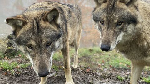 zwei Wölfe sehen in die Kamera