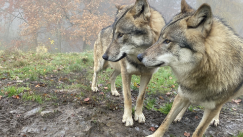 Zwei Wölfe schauen in eine Richtung