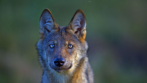 Portrait eines Wolfes 