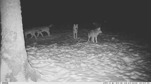Zu sehen ist eine Nachtaufnahme des Rudels mit fünf Tieren.