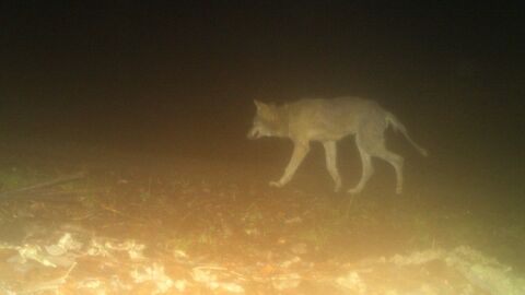 Ein Wolf mit Räudemerkmalen